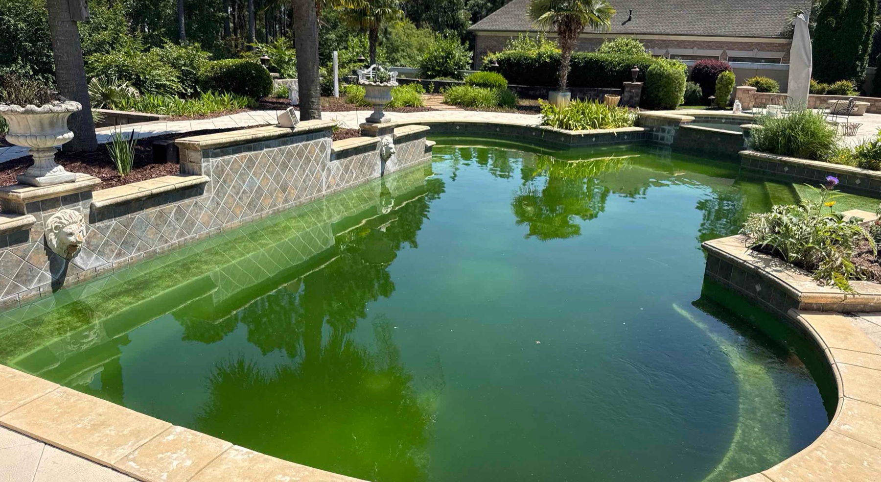 Green residential pool before recovery service.